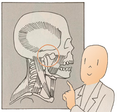 TMJ temporomandibular joint